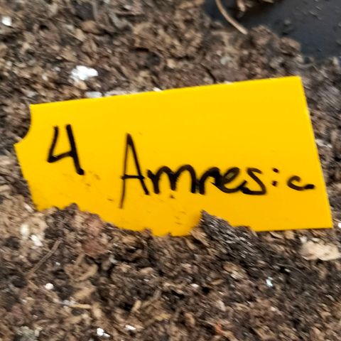 Amnésia  growlog timeline photo