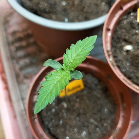Choppers  growlog timeline photo