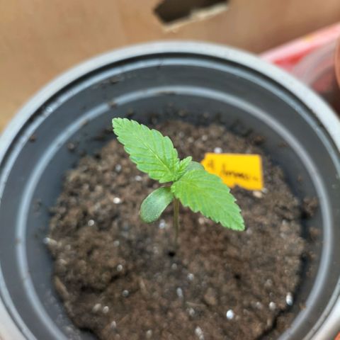 Amnésia  growlog timeline photo