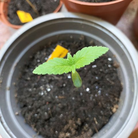 Amnésia  growlog timeline photo