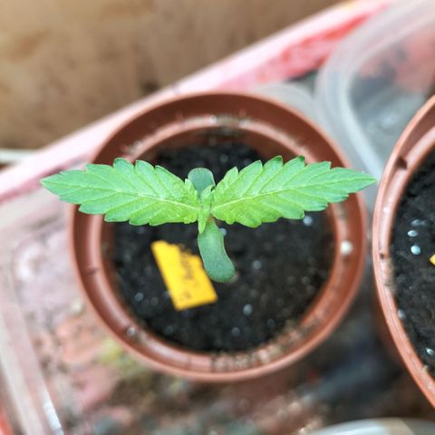 Choppers  growlog timeline photo