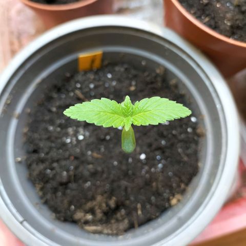 Amnésia  growlog timeline photo