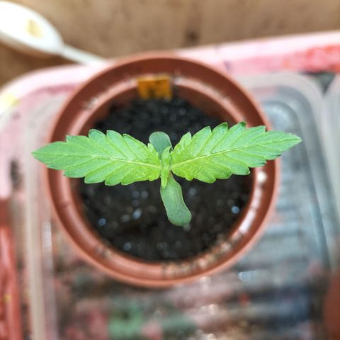 Choppers  growlog timeline photo
