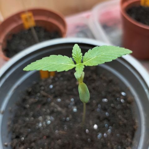 Amnésia  growlog timeline photo