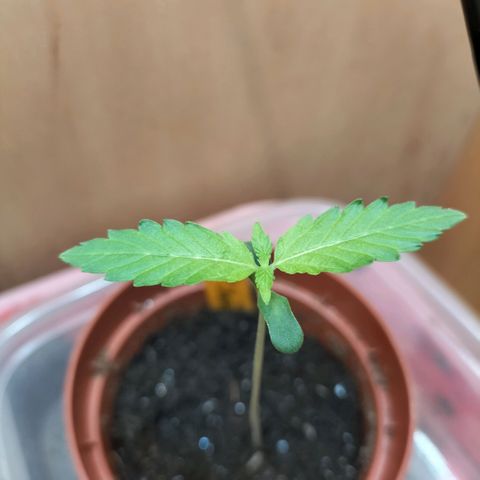 Choppers  growlog timeline photo