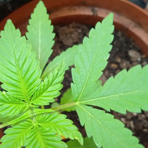 Amnésia  growlog timeline photo
