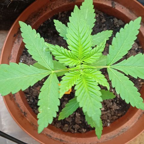 Amnésia  growlog timeline photo