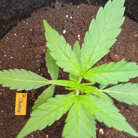 Choppers  growlog timeline photo