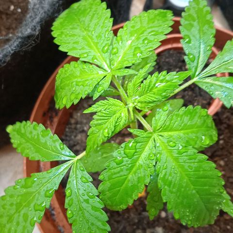 Amnésia  growlog timeline photo