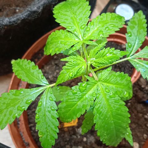 Amnésia  growlog timeline photo