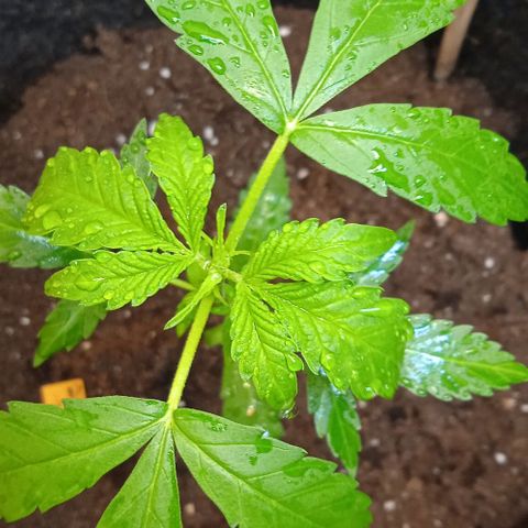 Choppers  growlog timeline photo