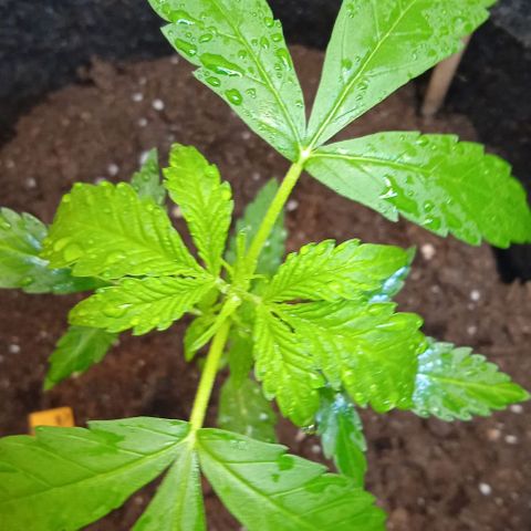 Choppers  growlog timeline photo