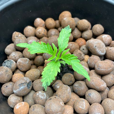 Agatha growlog timeline photo