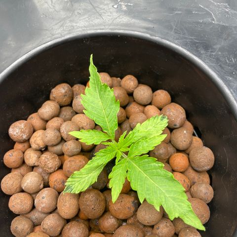 Agatha growlog timeline photo