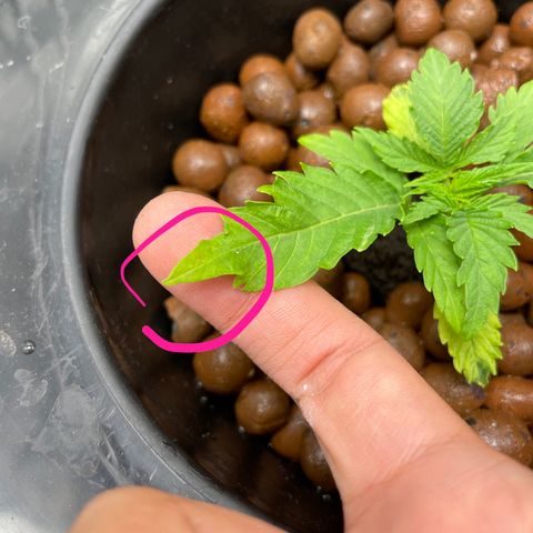 Agatha growlog photo: 7/2