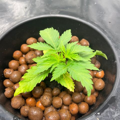 Agatha growlog photo: 7/5