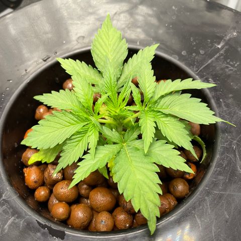 Agatha growlog timeline photo