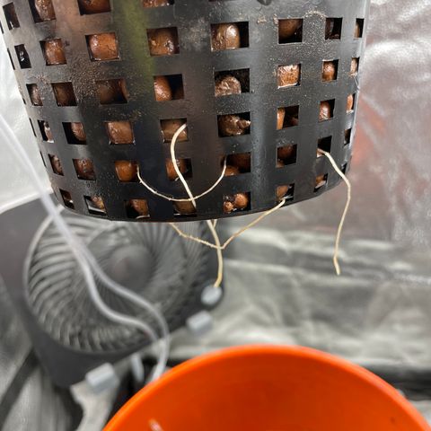 Agatha growlog timeline photo