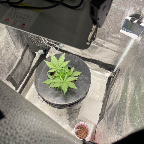 Agatha growlog timeline photo