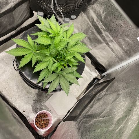 Agatha growlog timeline photo