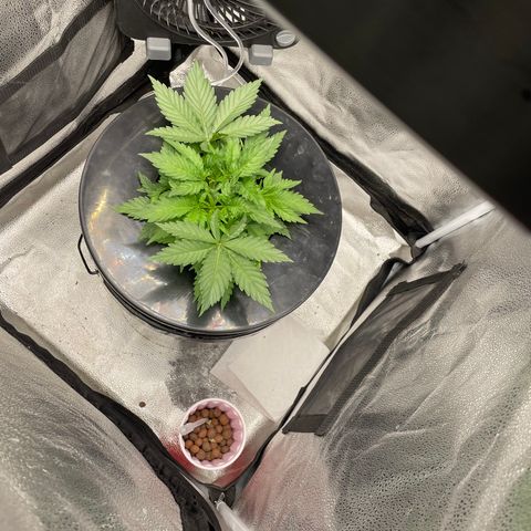 Agatha growlog timeline photo