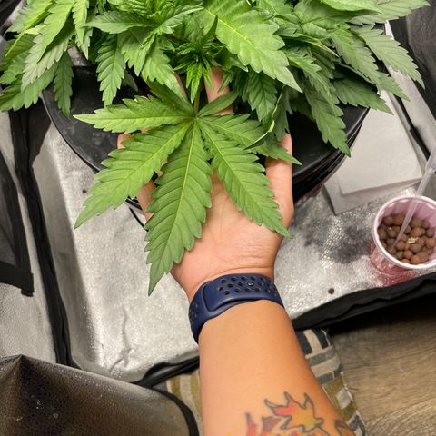 Agatha growlog timeline photo