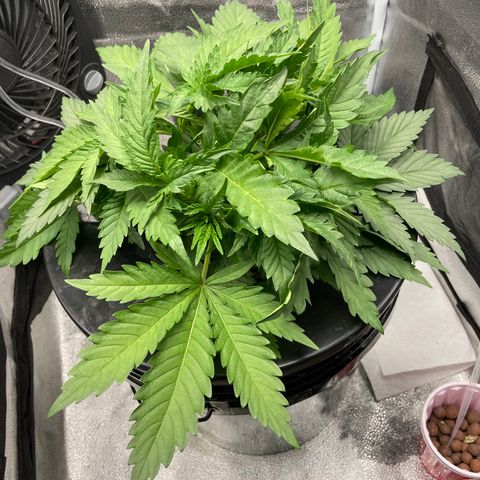 Agatha growlog timeline photo