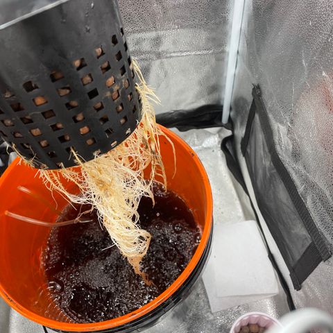 Agatha growlog timeline photo