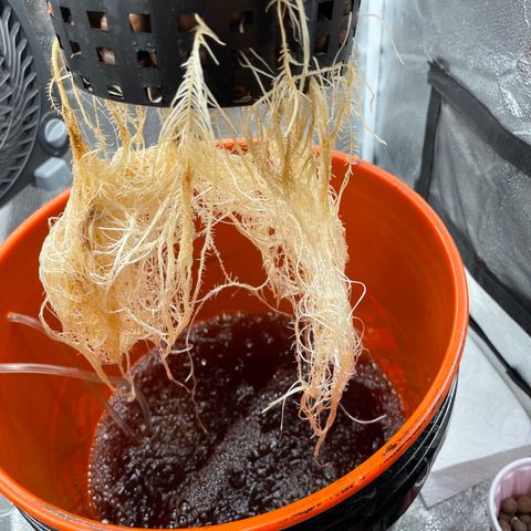 Agatha growlog timeline photo