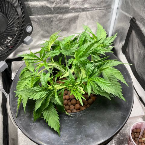 Agatha growlog timeline photo