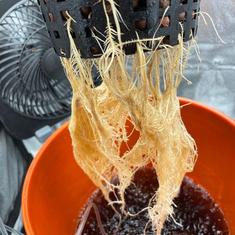 Agatha growlog timeline photo