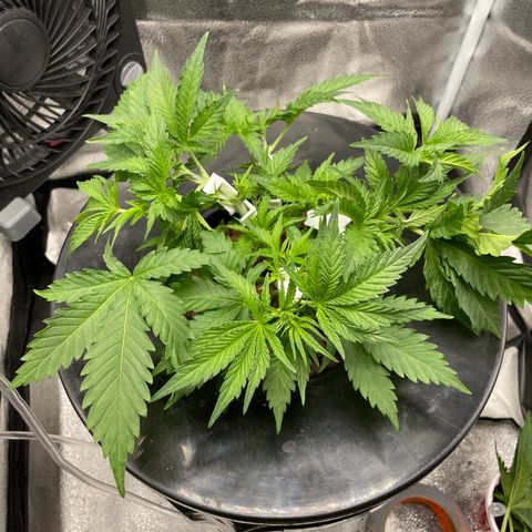 Agatha growlog timeline photo