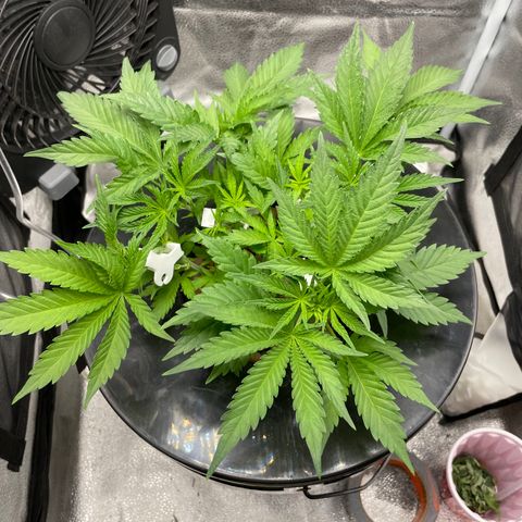Agatha growlog timeline photo