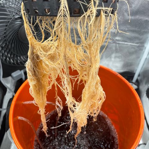 Agatha growlog timeline photo