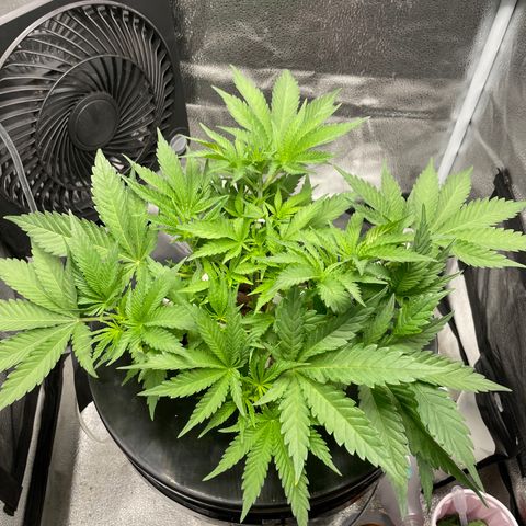 Agatha growlog timeline photo