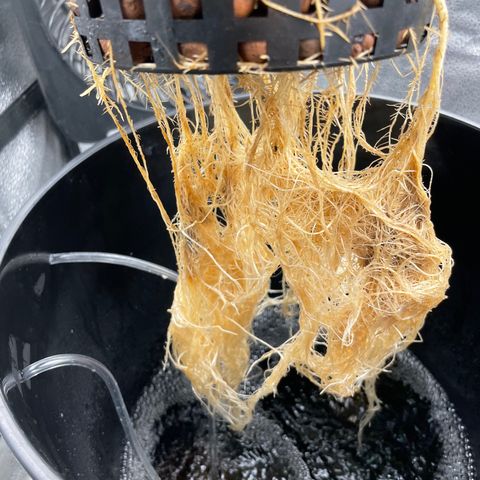 Agatha growlog timeline photo