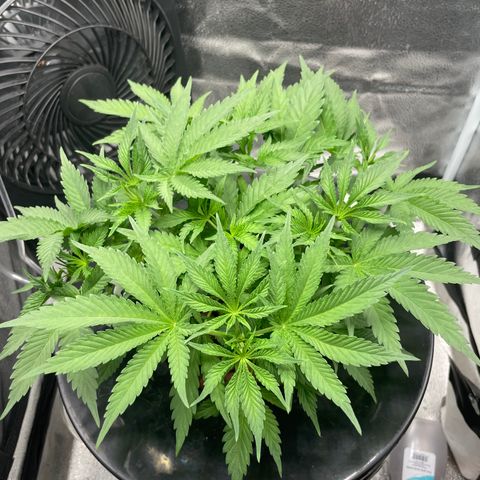 Agatha growlog timeline photo