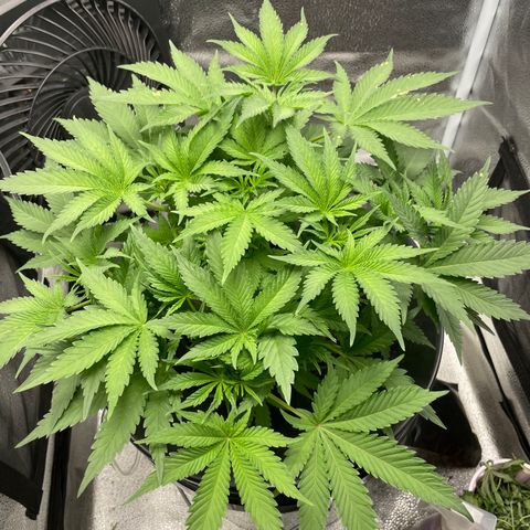 Agatha growlog timeline photo