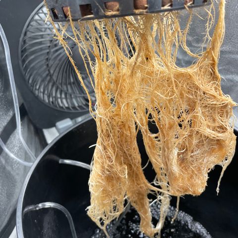 Agatha growlog timeline photo
