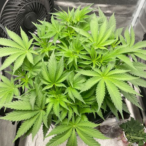 Agatha growlog timeline photo