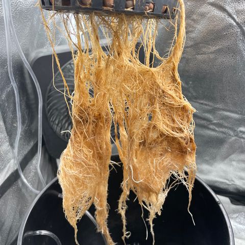 Agatha growlog timeline photo