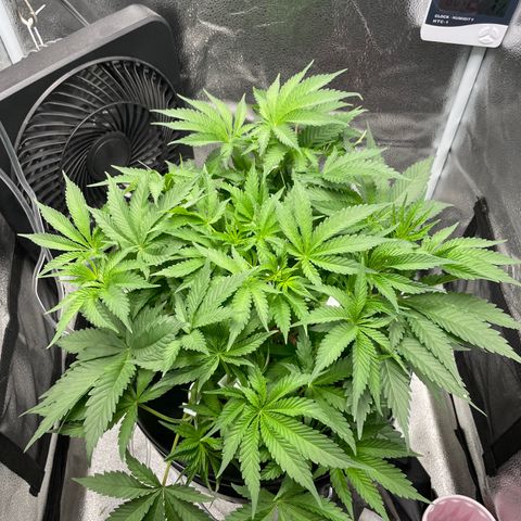 Agatha growlog timeline photo