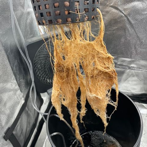 Agatha growlog timeline photo