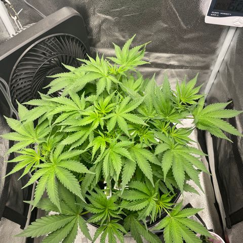 Agatha growlog timeline photo