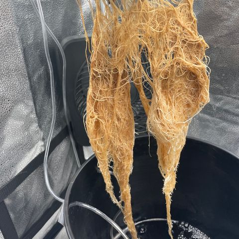 Agatha growlog timeline photo