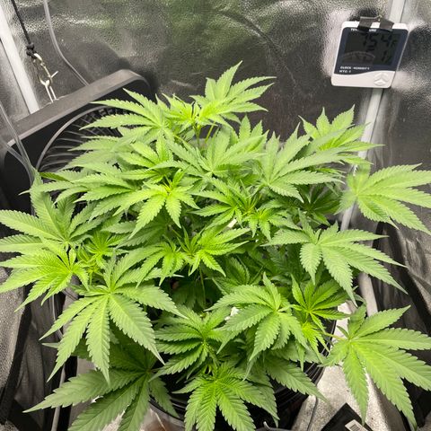 Agatha growlog timeline photo