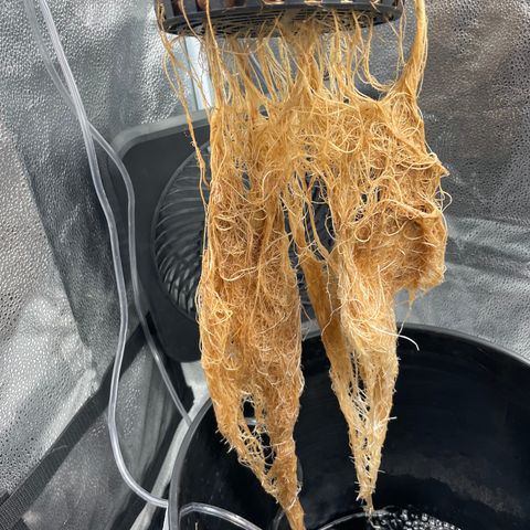 Agatha growlog timeline photo