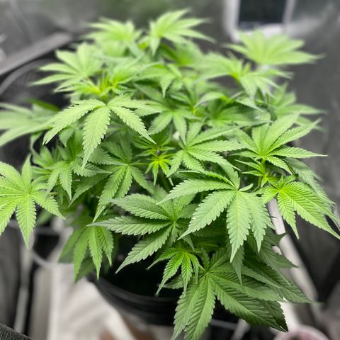 Agatha growlog timeline photo