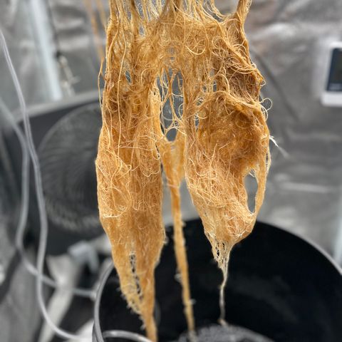 Agatha growlog timeline photo