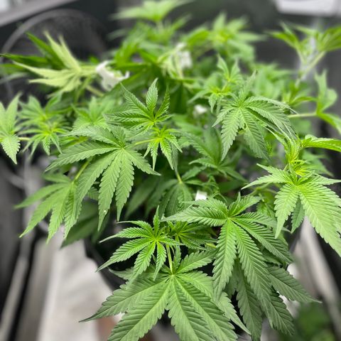 Agatha growlog timeline photo